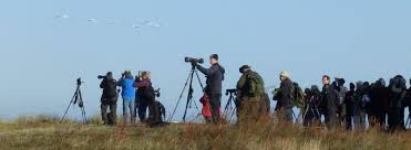 Falsterbo Bird Fair
